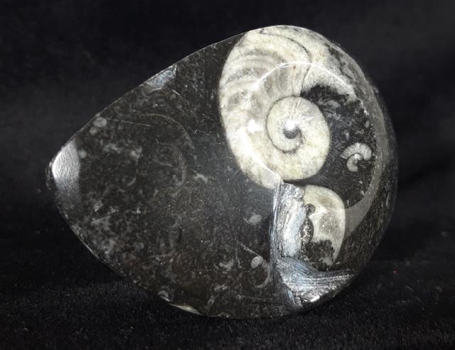 Manticoceras sp. HYATT 1884 - Bild &copy; FossNet FossilienStore